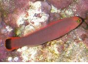 Vaaleanpunainen Kala Pitkänomaisen Dottyback (Pseudochromis elongatus) kuva