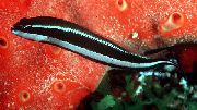 breac iasc Dottyback Striped (Pseudochromis sankeyi) grianghraf