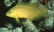Amarelo Peixe Dusky Dottyback (Pseudochromis fuscus) foto