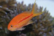 Gestreift Fisch Pseudanthias  foto