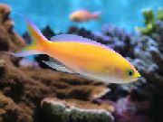 Жълт Риба Pseudanthias  снимка