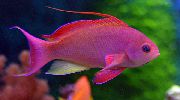 Pseudanthias raudonas Žuvis