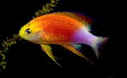 Bunt Fisch Pseudanthias  foto