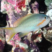 зялёны Рыба  (Pseudanthias) фота