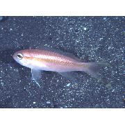 rožinis Žuvis Threadtail Anthias. (Tosana niwae) nuotrauka