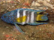 dryžuotas Žuvis Paraplesiops  nuotrauka
