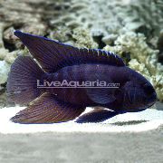 Плямистий Риба Параплезіопс (Paraplesiops) фото