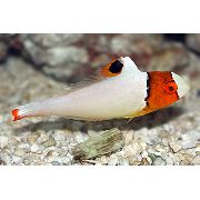 margas  Bicolor Papūga Žuvis (Cetoscarus bicolor) nuotrauka