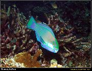 žalias Žuvis Bleekers Parrotfish, Žalia Parrotfish (Chlorurus bleekeri) nuotrauka
