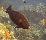 Tamsus Parrotfish juodas Žuvis