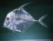 Trasparente Pesce Indian Threadfish, Battistrada Presa Fin (Alectis indicus) foto