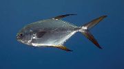 Silber Fisch Snubnose Pompano (Trachinotus blochii) foto