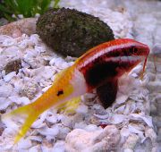 Eterogeneo Pesce Bicolor Goatfish (Parupeneus barberinoides) foto