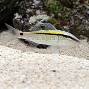 svītrains Zivs Domuzīme-Un-Dot Goatfish (Dzeltens Atpakaļ Goatfish) (Parupeneus barberinus) foto