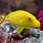 žuti Riba Goldsaddle Goatfish (Žuta Goatfish) (Parupeneus cyclostomus) foto