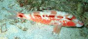 Macchiato Pesce Indian Goatfish (Parupeneus indicus) foto