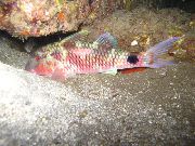 მყივანი თევზი ხანგრძლივი წვერას Goatfish (Parupeneus macronema) ფოტო