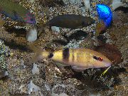 Dungi Pește Goatfish Manybar (Parupeneus multifasciatus) fotografie