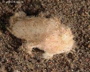 Rosa Peixe Hispid (Shaggy) Anglerfish (Antennarius hispidus) foto