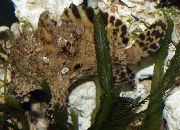 plankumains Zivs Indian Jūrasvelns (Antennarius indicus) foto