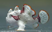斑  疣状躄鱼，小丑躄鱼 (Antennarius maculatus) 照片