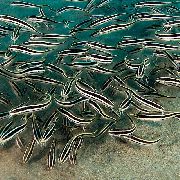 dryžuotas Žuvis Koralinis Šamai (Plotosus lineatus) nuotrauka