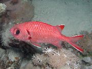 raudonas Žuvis Balta Medalio (Blotcheye Soldierfish) (Myripristis murdjan) nuotrauka
