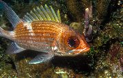 Золотистий Риба Пламенщік Плямистий (Neoniphon sammara) фото