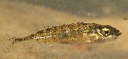 Ριγέ ψάρι Ninespine Stickleback (Pungitius pungitius) φωτογραφία