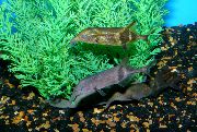 aquarium fish Long nose (elephantnose) fish Campylomormyrus gold