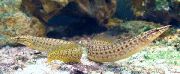 Στίγματα ψάρι Ζιγκ Ζαγκ Κίτρινη Ουρά Χέλι (Mastacembelus pancalus) φωτογραφία