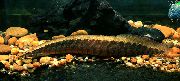 Strisce Pesce Mastacembelus Circumcinctus  foto