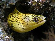 ოქროს თევზი ოქროს Moray Eel (Gymnothorax miliaris) ფოტო