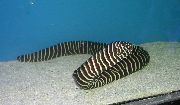 Strisce Pesce Zebra Murene (Gymnomuraena zebra) foto