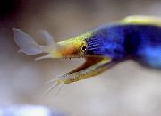 蓝色  蓝丝带鳗鱼 (Rhinomuraena quaesita) 照片