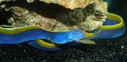 Blau Fisch Blue Ribbon Eel (Rhinomuraena quaesita) foto