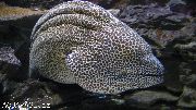 Плямистий Риба Гімноторакс Леопардовий (Комірчана Мурена) (Gymnothorax favagineus) фото
