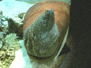 Macchiato Pesce Anguilla Tessalata (Gymnothorax favagineus) foto