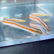 svītrains Zivs Ziņkārīgs Wormfish (Gunnelichthys curiosus) foto