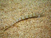 Strisce Pesce Filamented Anguilla Sabbia Subacqueo (Sommozzatore Sabbia Macchiato) (Trichonotus setiger) foto