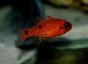 წითელი თევზი ფლეიმის კარდინალური (Apogon maculatus) ფოტო