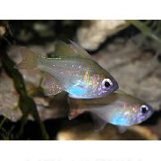 銀 フィッシュ 長い脊椎枢機卿の魚 (Fowleria isostigma) フォト