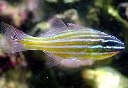 ზოლიანი თევზი Orange გაფორმებულია Cardinalfish (Apogon cyanosoma) ფოტო