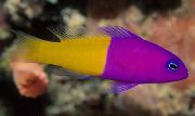 Pestriț Pește Bicolor Dottyback (Pictichromis paccagnellae) fotografie