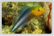モトリー フィッシュ バックダブルストライプの正気を失って (Pseudochromis bitaeniatus) フォト