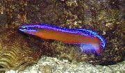 ჭრელი თევზი Neon Dottyback (Pseudochromis aldabraensis) ფოტო