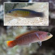 杂色 鱼 橙色尾巴多点的回 (Pseudochromis coccinicauda) 照片