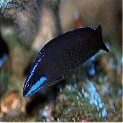 黒 フィッシュ Springeri正気を失って戻って (Pseudochromis springerii) フォト