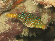 მყივანი თევზი პაპუნა Toby Puffer (Canthigaster papua) ფოტო