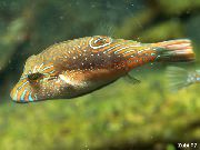 Getupft Fisch Bennetts Sharpnose Puffer (Canthigaster bennetti) foto